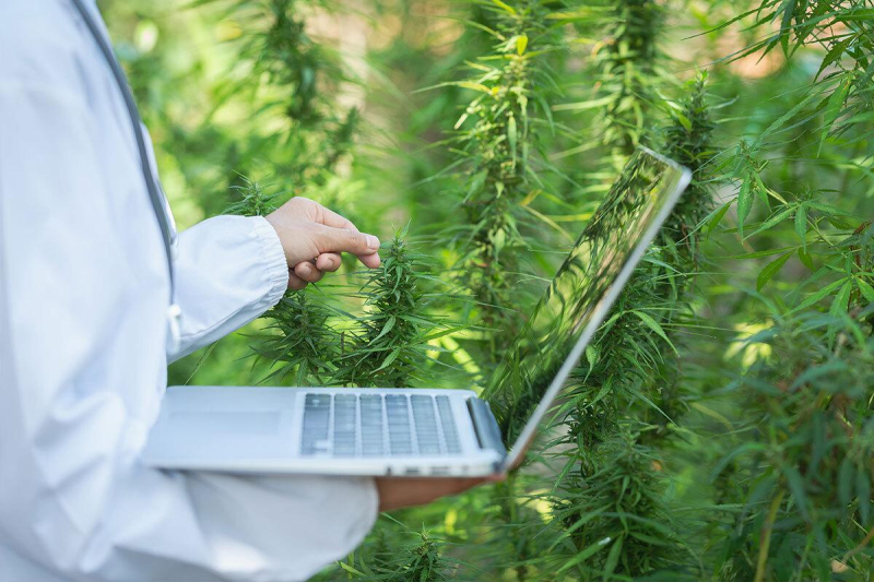 De opkomst van natuurlijke remedies in het digitale tijdperk