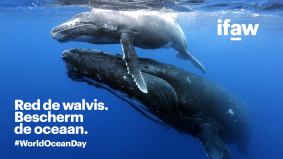 Ocean Outdoor steunt IFAW in het beschermen van de oceaan op World Ocean Day
