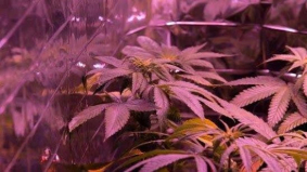 6 Must-Have Kweektent Accessoires