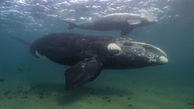 AI in scheepvaart tegen botsingen zeldzame walvis