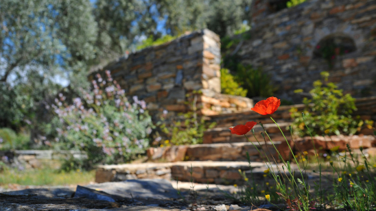 Goed gereedschap is het halve werk: essentials voor een verzorgde tuin
