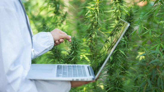 De opkomst van natuurlijke remedies in het digitale tijdperk